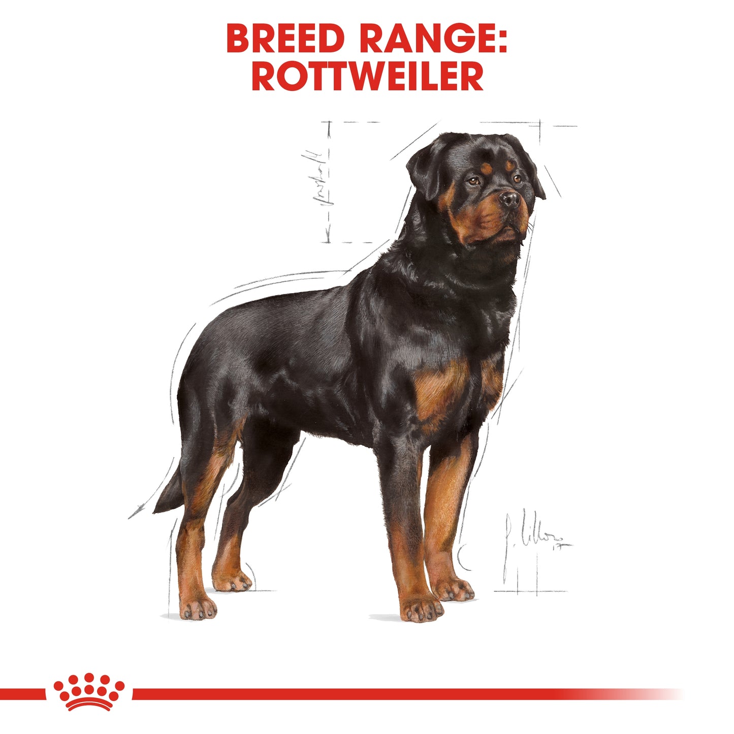Royal Canin Breed Health Nutrition Rottweiler Adult Dry food 12kg