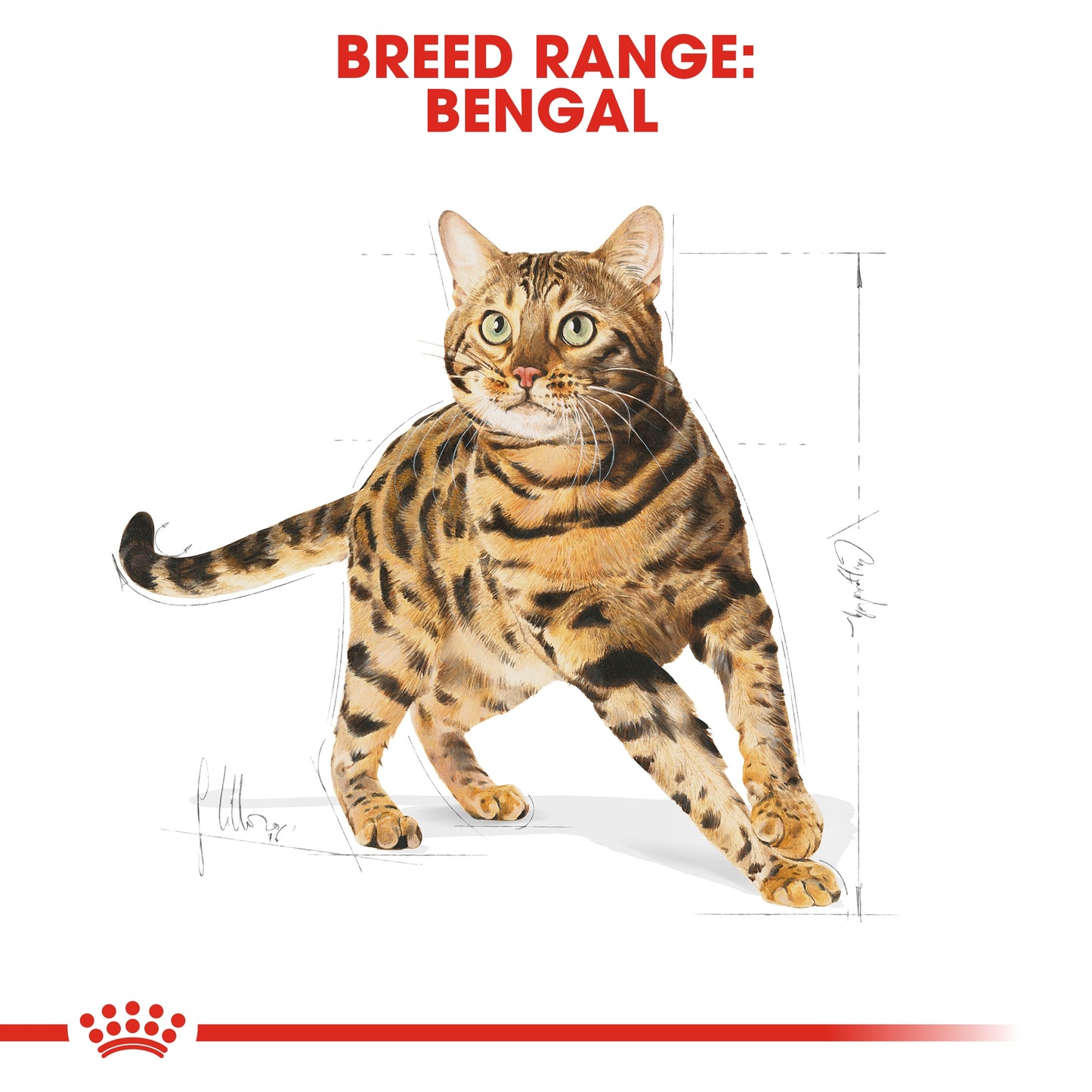 Royal Canin Feline Breed Nutrition Bengal Adult Cat Dry food 2kg