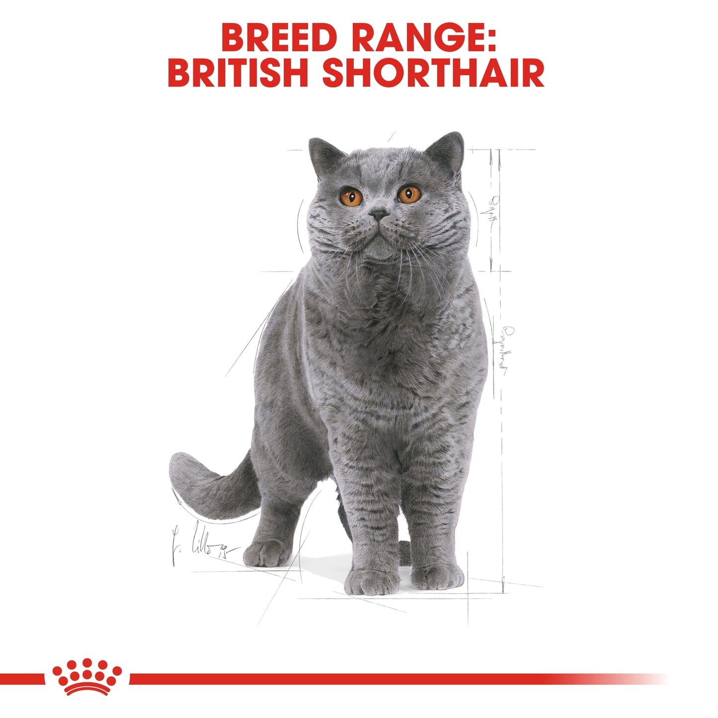 Royal Canin Feline Breed Nutrition British Shorthair Adult Dry food 4kg