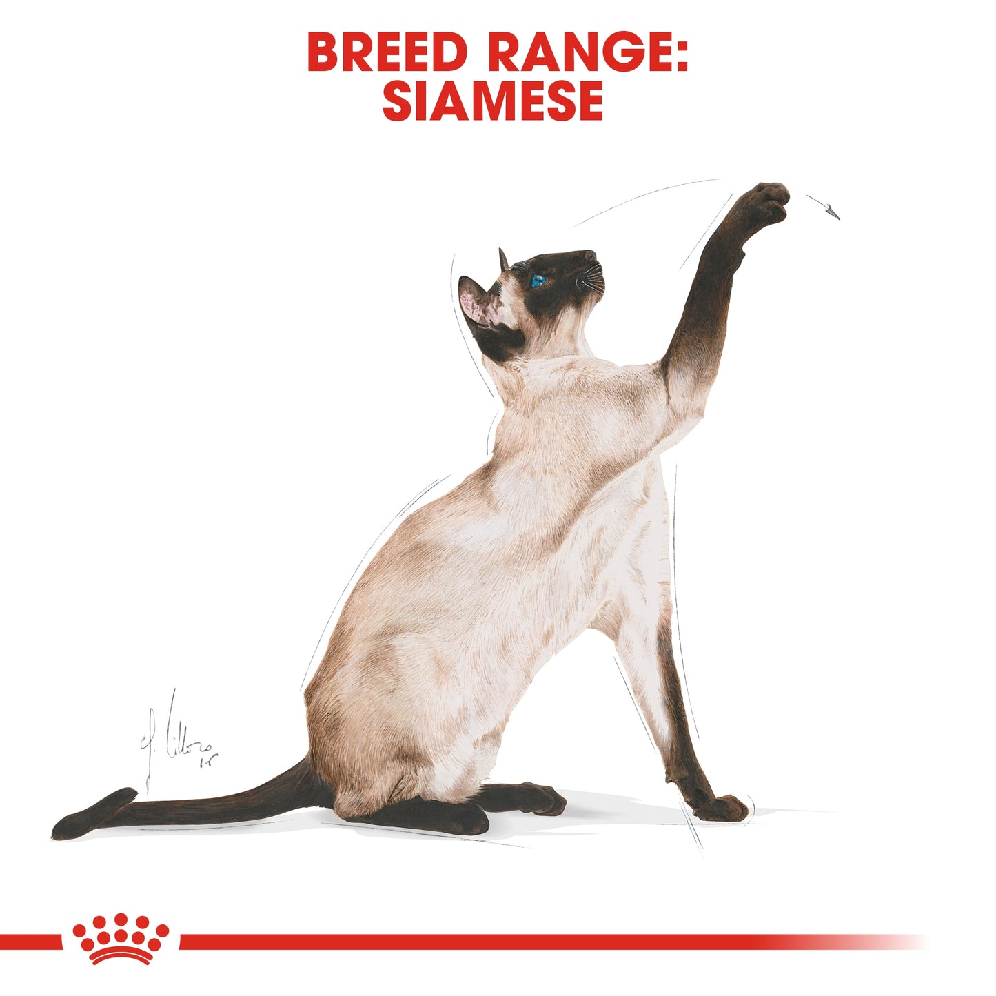 Royal Canin Feline Breed Nutrition Siamese Adult Cat Dry food 2kg