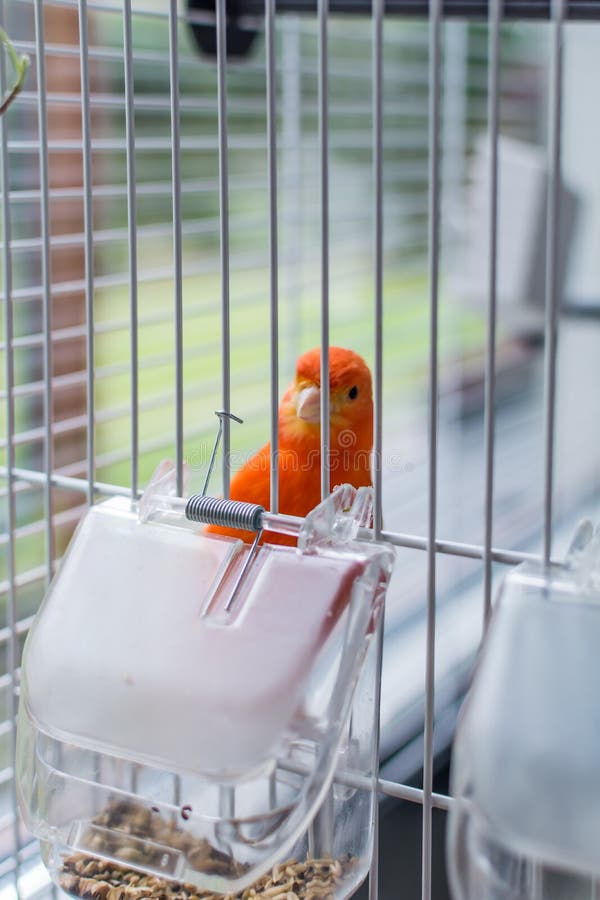 Imac Bird Cage Size - 42 X 26 X 42 Cm