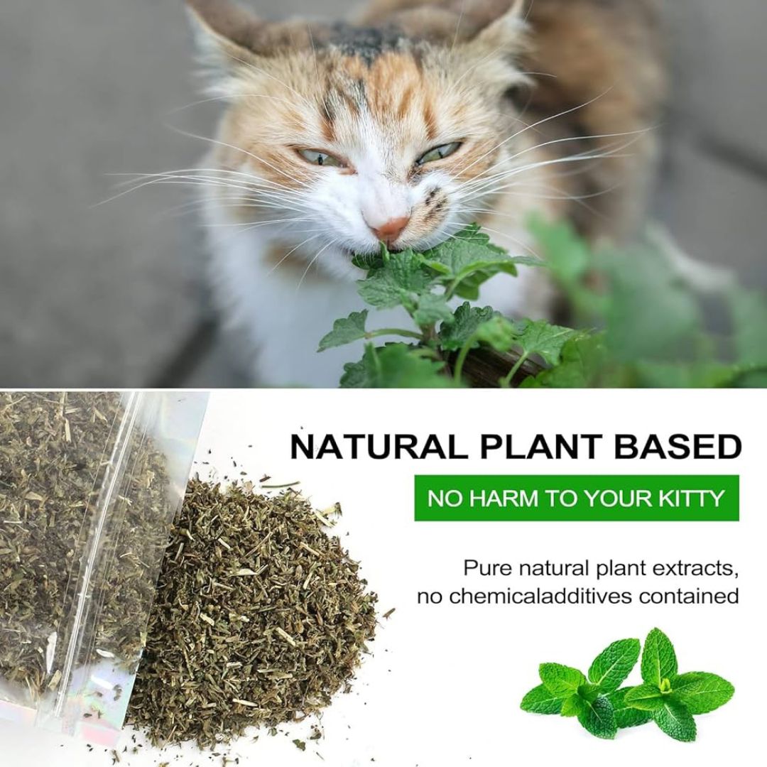 Bioline Catnip – Natural Dried Catnip for Play & Training